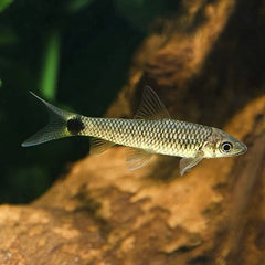 Crossocheilus reticulatus L