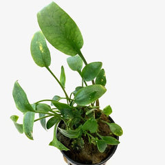 Cryptocoryne bullosa in pot