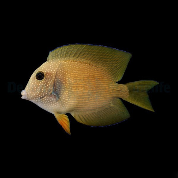 Ctenochaetus cyanocheilus
