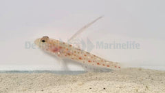 Ctenogobiops tangaroai