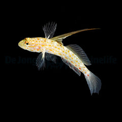 Ctenogobiops tangaroai