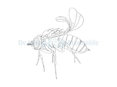 Curly Wing Fly - Tub