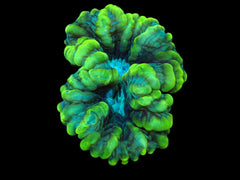 Cynarina sp. (Green) (Ultra) pb 063