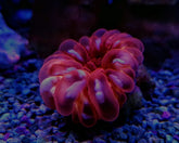 Cynarina lacrymalis (Red)