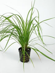 Cyperus helferi in pot #