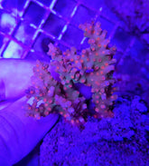 Cyphastrea decadia (frag)