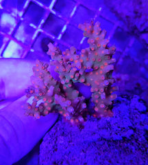 Cyphastrea decadia (frag)