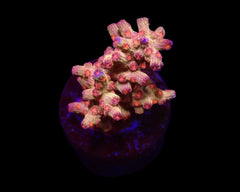 Cyphastrea decadia (frag)
