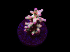Cyphastrea decadia (frag)