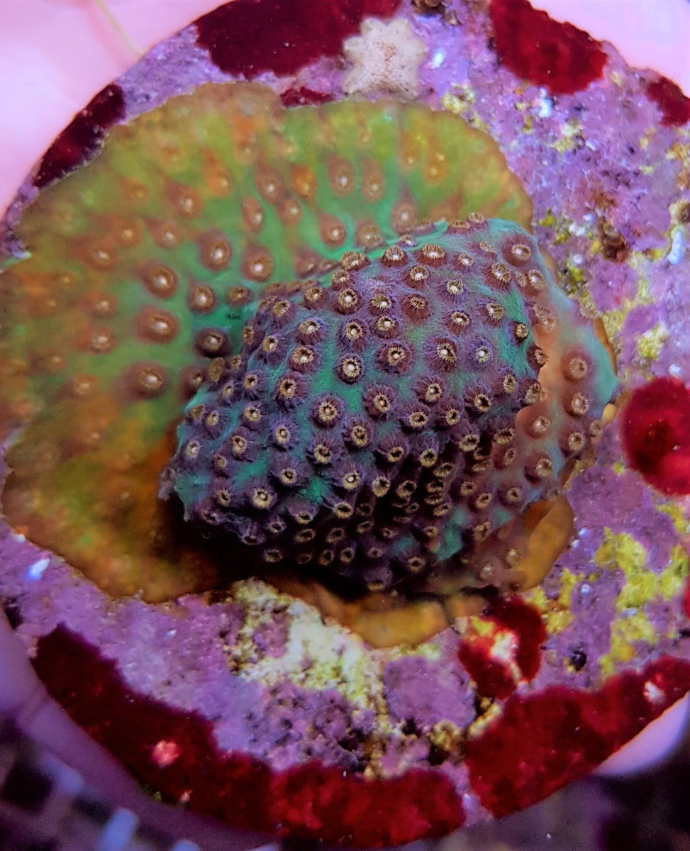 Cyphastrea spp. (Premium) (frag)