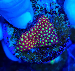 Cyphastrea spp. (Ultra) (frag)