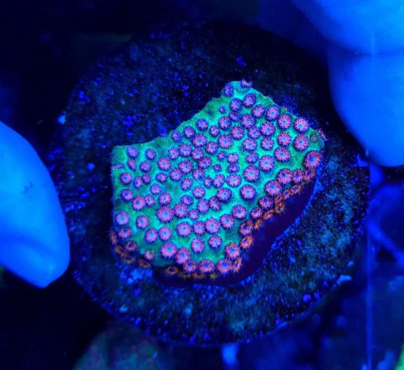 Cyphastrea spp. (Ultra) (frag)