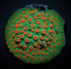 Cyphastrea spp. (Ultra) (frag)