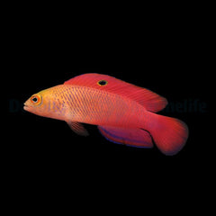 Cypho purpurascens (male)