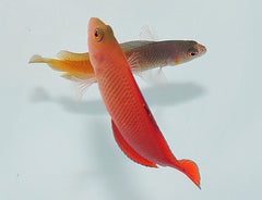 Cypho purpurascens (male)