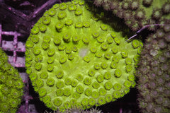 Turbinaria peltata (Premium)