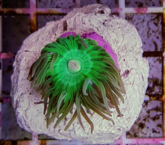 Duncanopsammia axifuga (11-15 polpys)