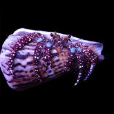 Dardanus guttatus