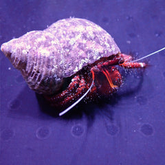 Dardanus megistos
