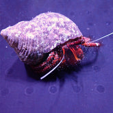 Dardanus megistos