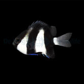 Dascyllus aruanus