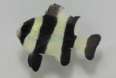 Dascyllus melanurus