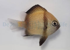 Dascyllus reticulatus