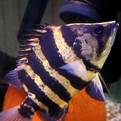 Datnioides campbelli Tijgerbaars S