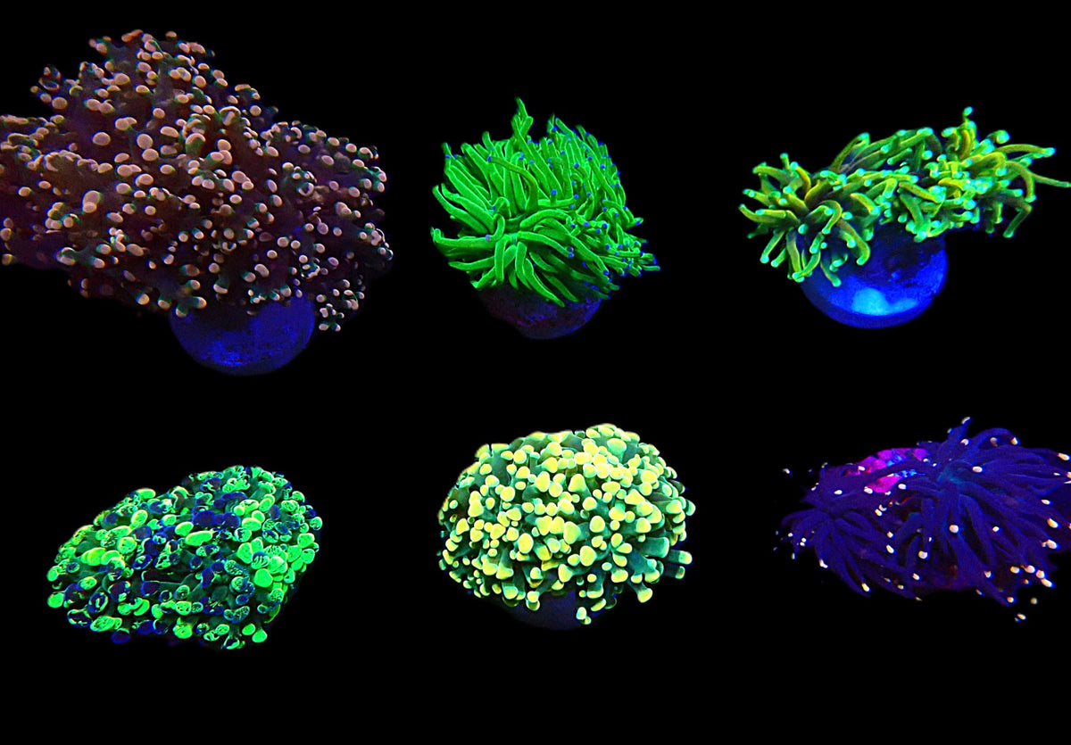 De Jong Marinelife (Euphylliidae Selection) (S) o 418