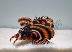 Dendrochirus biocellatus