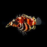 Dendrochirus biocellatus