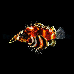 Dendrochirus biocellatus