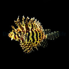 Dendrochirus brachypterus