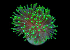 Euphyllia glabrescens (Premium) (1 hd.)