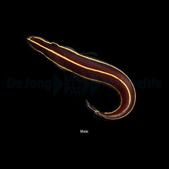 Diademichthys lineatus