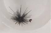 Urchin + Diademichthys