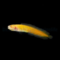 Diancistrus fuscus