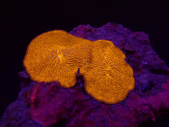 Cycloseris fragilis (Premium)