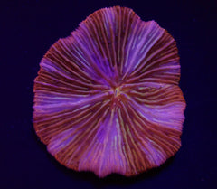 Cycloseris fragilis (Premium)