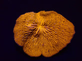 Cycloseris fragilis (Premium)
