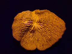 Cycloseris fragilis (Premium)