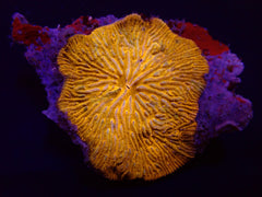 Cycloseris fragilis (Premium)