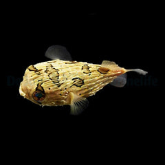 Diodon holocanthus
