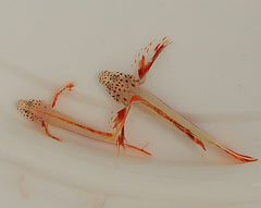 Discordipinna griessingeri
