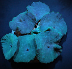 Discosoma coeruleus (Blue)
