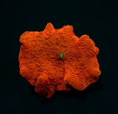Discosoma spp. (Red) (Ultra) (1 ear)
