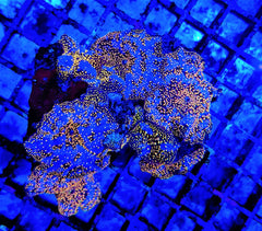 Discosoma interstellar (per ear)