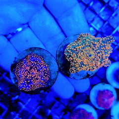 Discosoma interstellar (per ear)