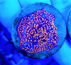 Discosoma interstellar (per ear)