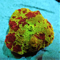 Discosoma spp. (Jawbreaker) (Grade A) (1 ear)